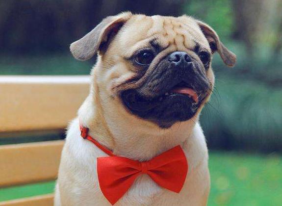 养狗一般养什么最好,新手养狗该养什么好