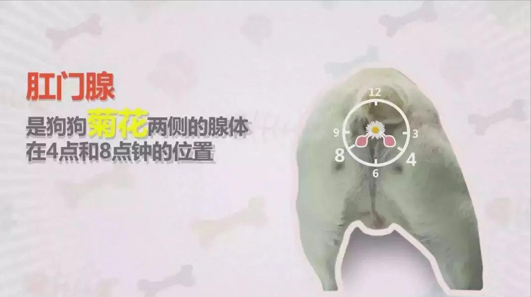 为什么狗狗见面都要相互闻鼻子,狗狗一见面就咬手