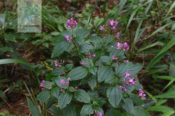 经方治疗寒湿型类风湿关节炎,活血丹能治类风湿关节炎
