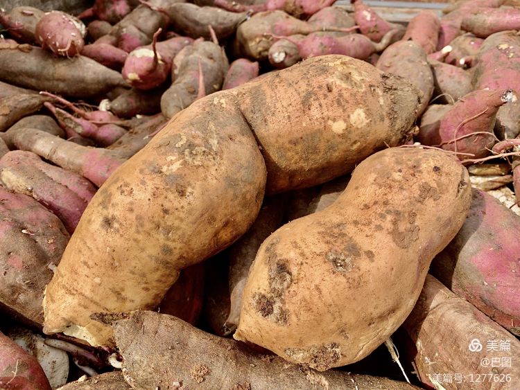 洛阳市宜阳凤凰岭射箭,宜阳县凤凰岭体育基地