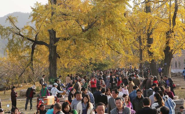 国家地理100个最美景观摄影点,全国银杏观赏地图