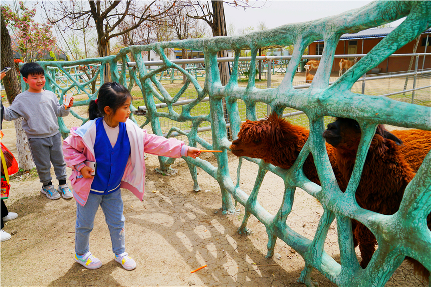 我和宿州有个约会,一场花事,一次慢旅行,探寻最烟火的宿州味道