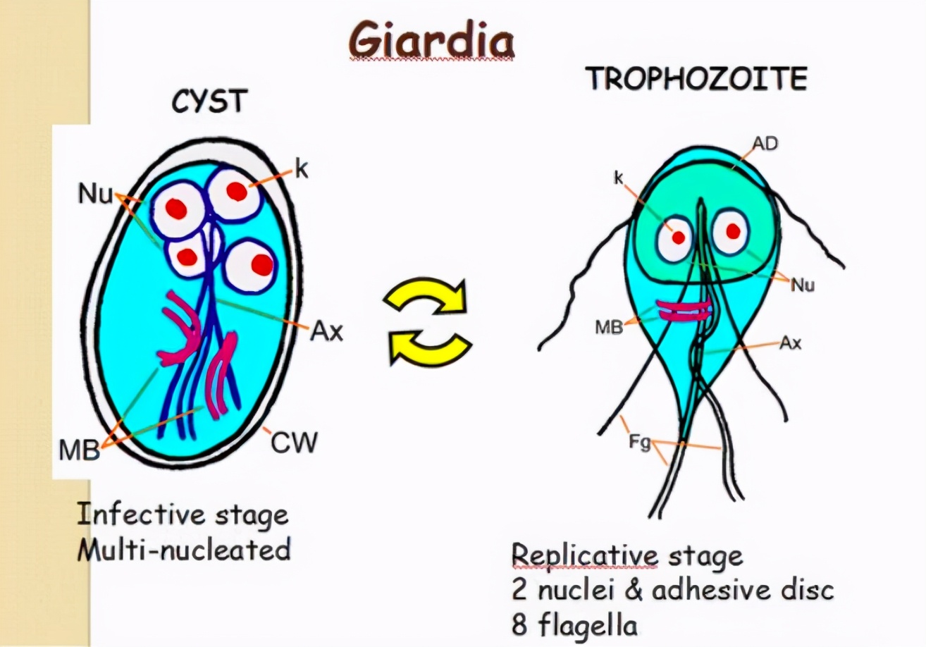 这种贝比眼镜蛇毒强80倍，海员食用后中毒身亡，为何还常被人吃