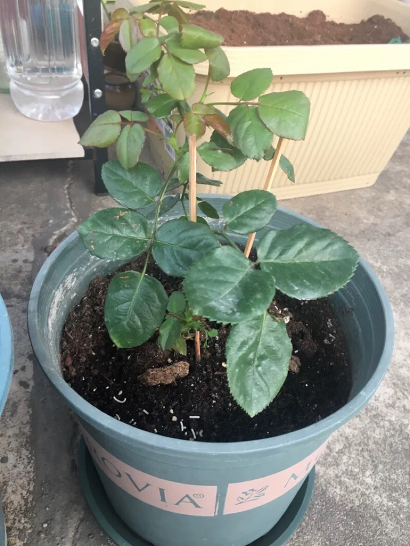 月季花怎么修剪花多好看,月季花怎么修剪才能多开花