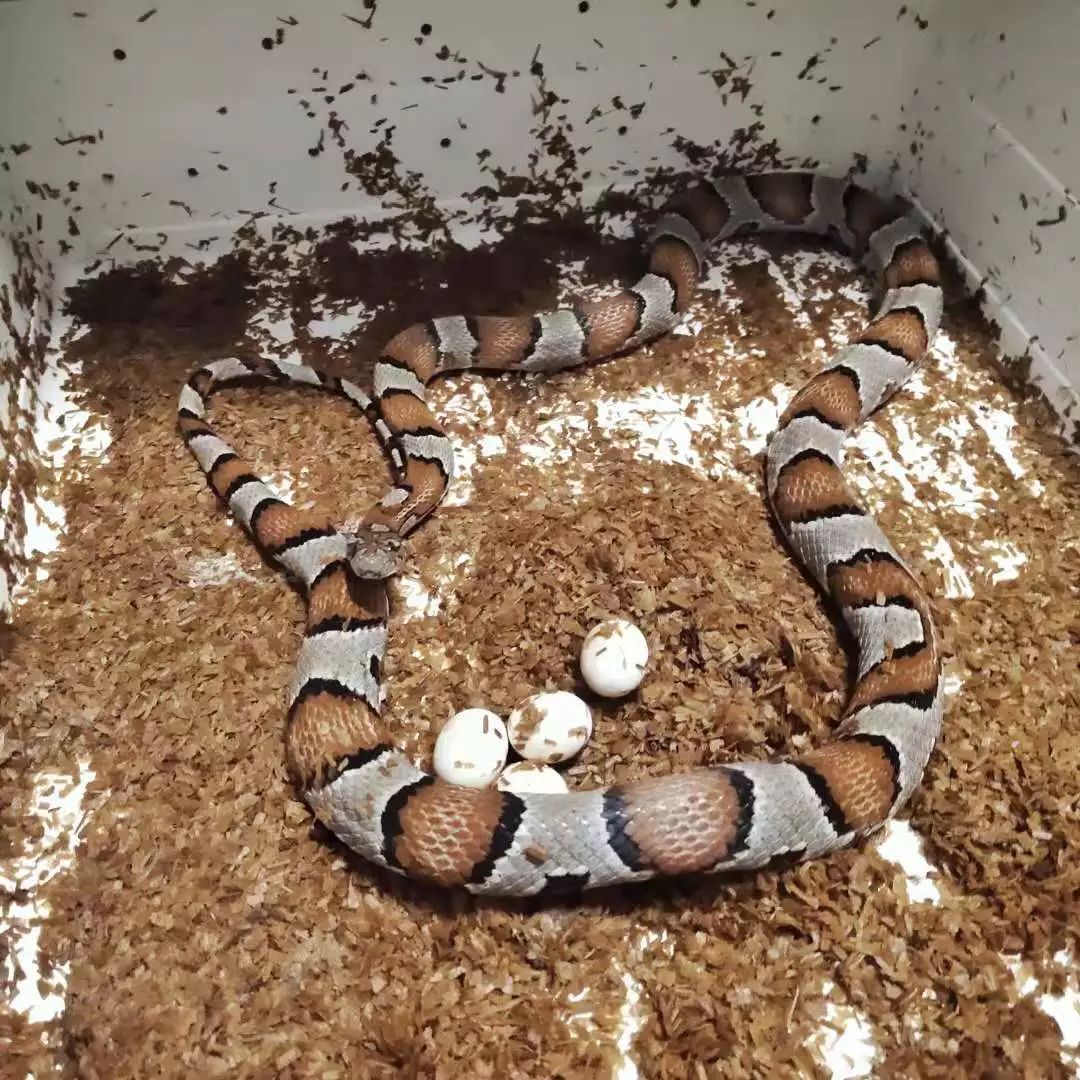 一只鸭子一万五元,一只鸭子一万多