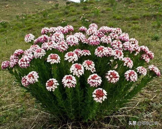 狼毒花是不是世界上毒性最强的花,怎么解狼毒花的毒性