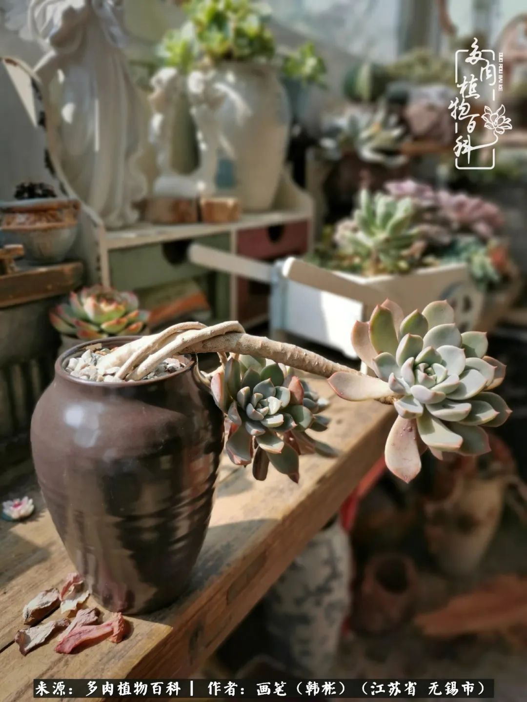 阳台多肉花园简直美翻了,适合男生养的多肉