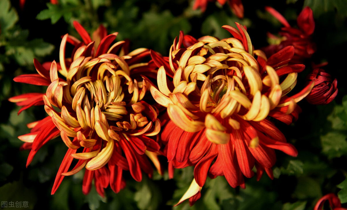 重阳节赏菊正当时，推荐国内这9个地方的赏菊好去处，沉浸式赏花