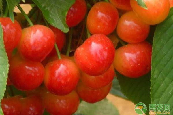 樱桃摘完果到落叶要打几遍药,樱桃早期落叶病特效药