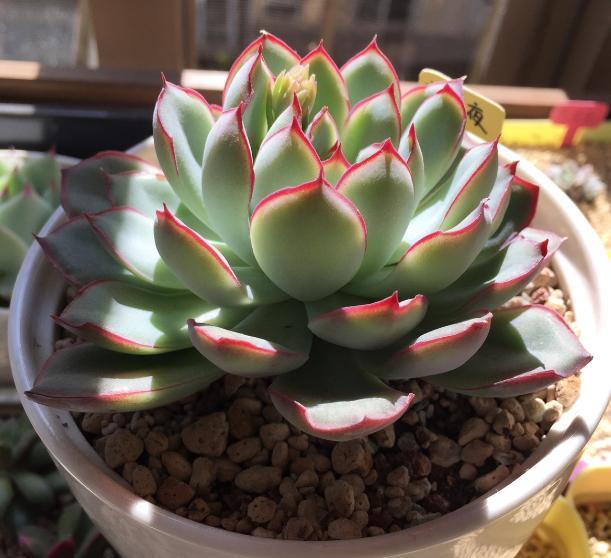 最值得买的多肉品种,包邮最漂亮多肉