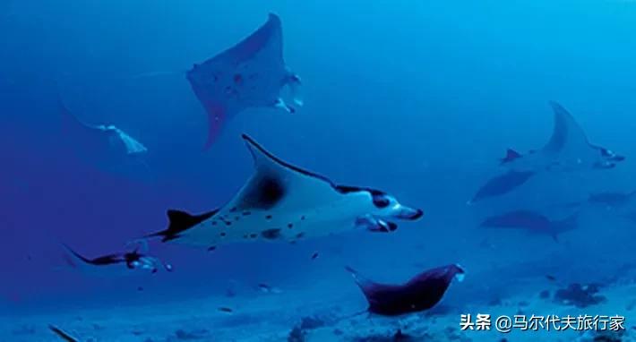 马尔代夫七日游梦幻度假体验,11月蜜月旅行马尔代夫