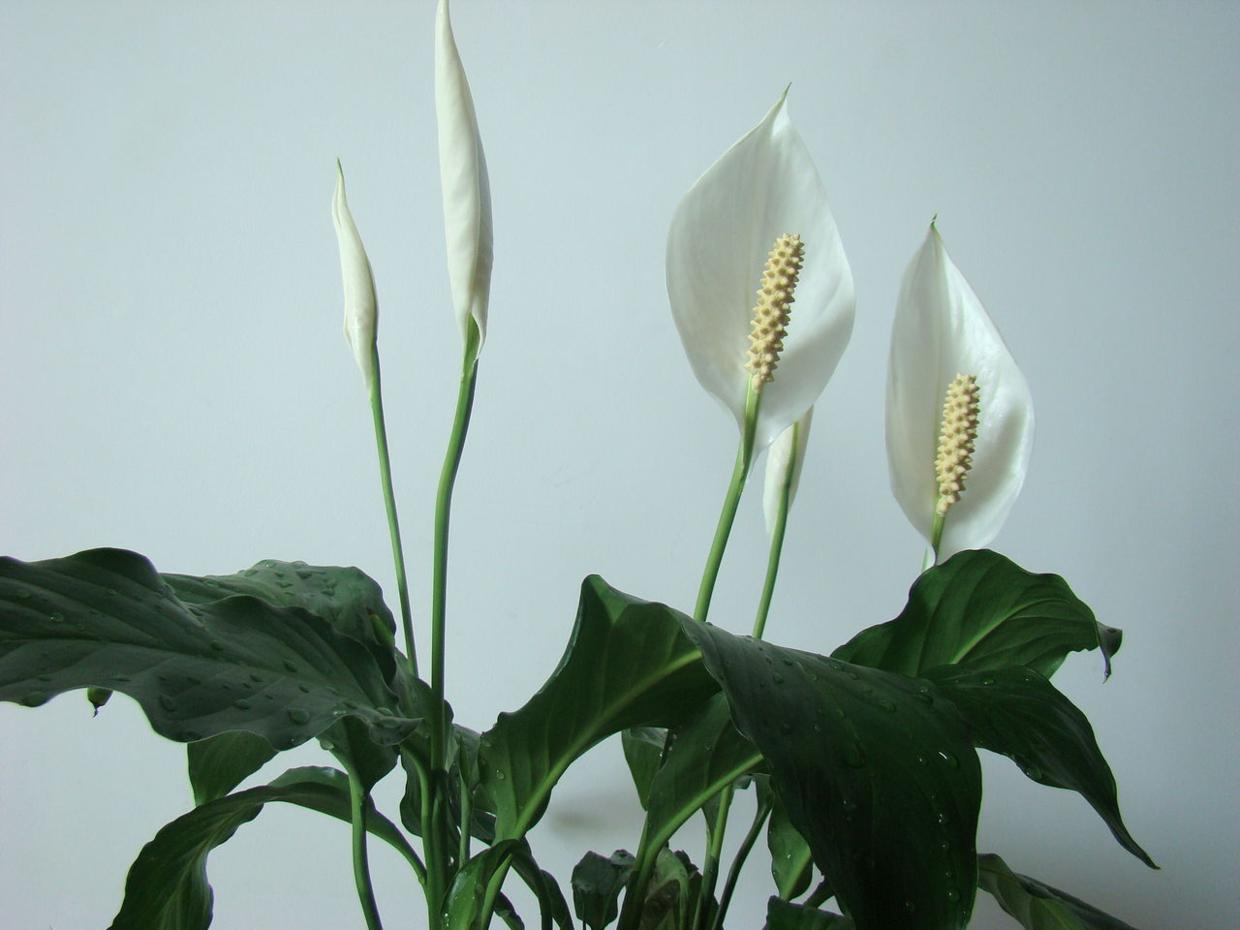 卧室最好养的2种花,3种花适合养在室内