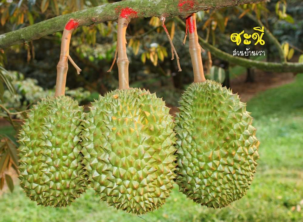 榴莲品种d13,泰国榴莲d197是什么品种