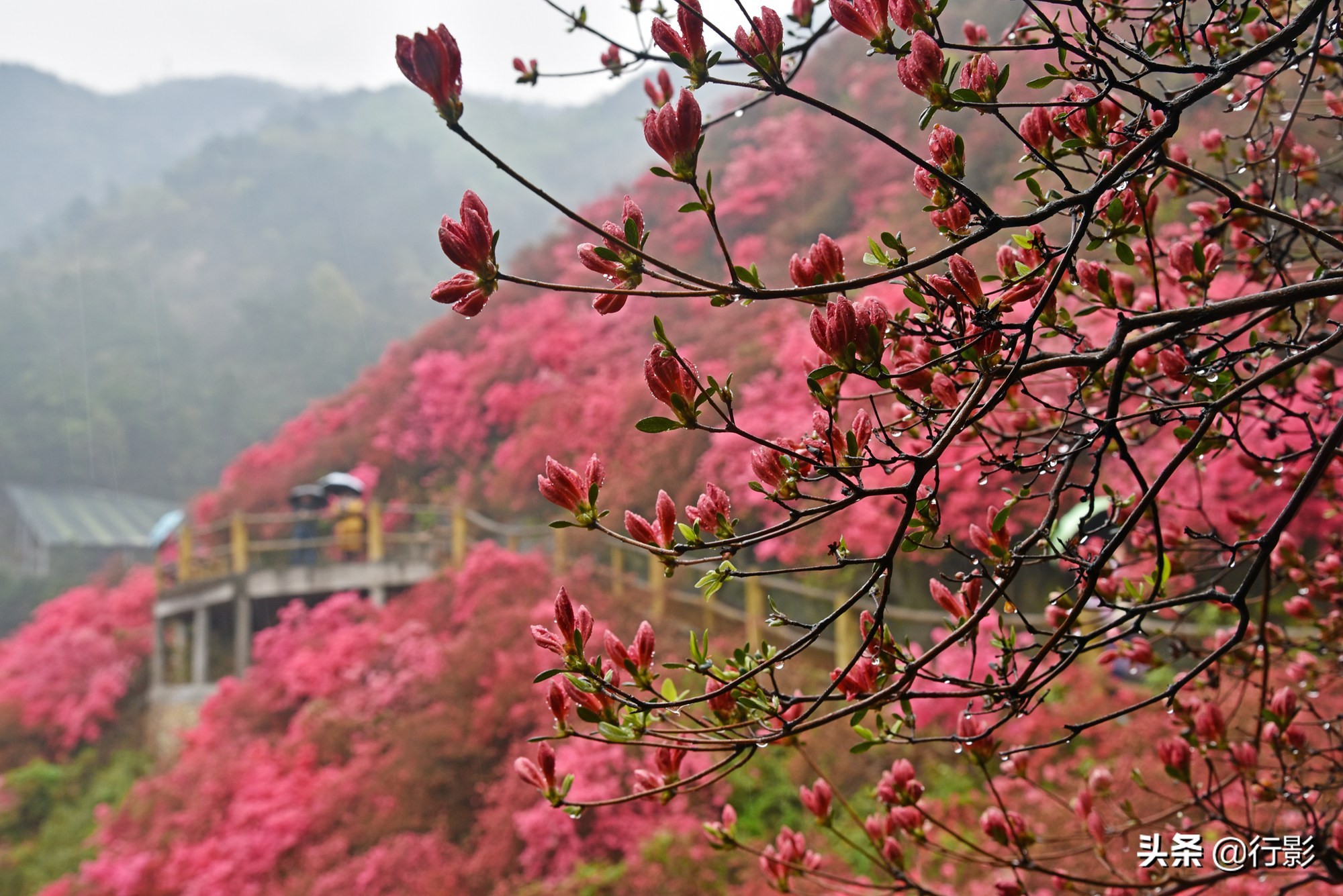 网红景点武汉云雾山,是何美景让三十万人趋之若鹜,天天爆满?