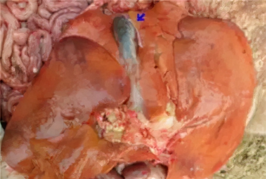 猪霉菌毒素中毒有什么症状,霉菌毒素超标猪容易得哪些病