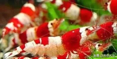 观赏虾怎么养殖视频大全集,草缸养观赏虾