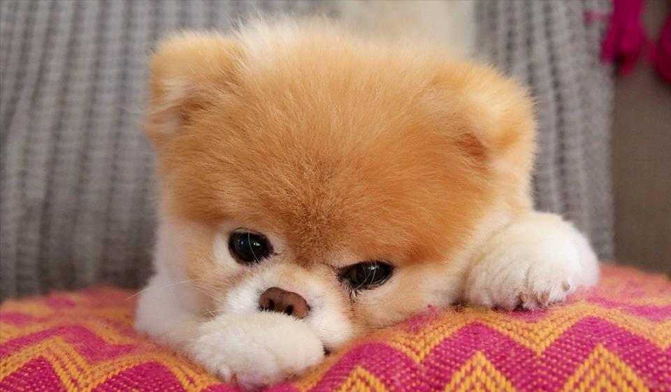 养母萨摩耶要注意什么,养母的金毛要注意什么