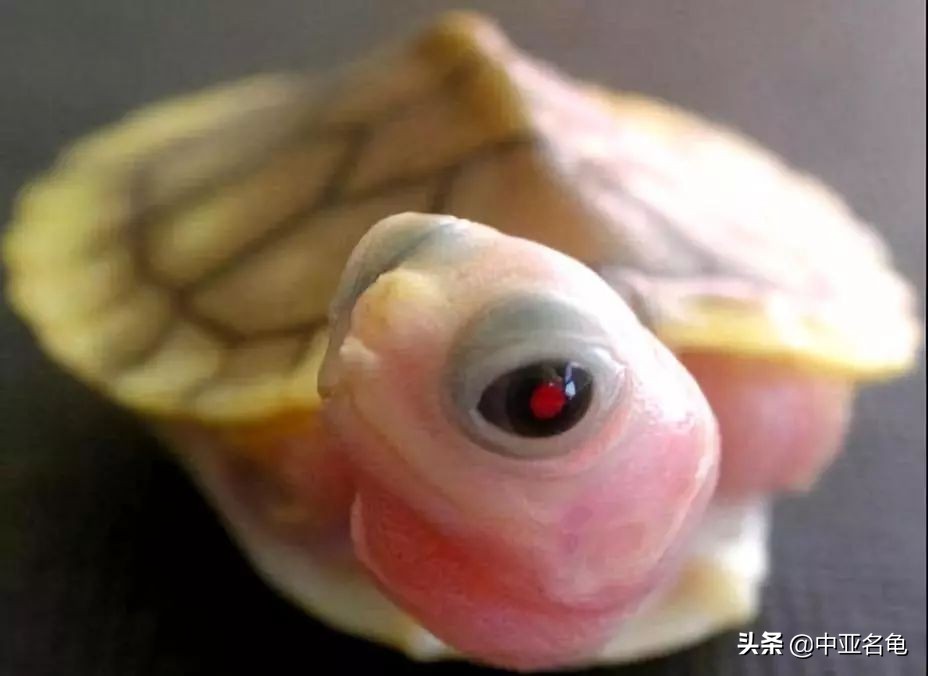 那些年那些被炒作过的乌龟,那些年炒作过的东西