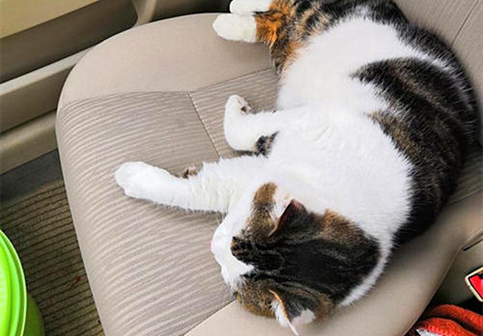 猫咪外出需要准备什么,春节留守猫咪的喂养攻略