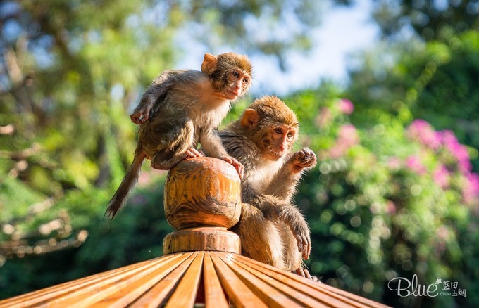南湾岛猴王,海南南湾猴岛的猴王争夺战