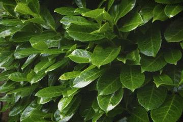 世上最毒的花园,最毒的花园有多可怕