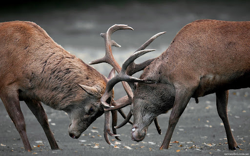 梅花鹿割鹿茸有什么危害吗,采鹿茸时鹿痛吗