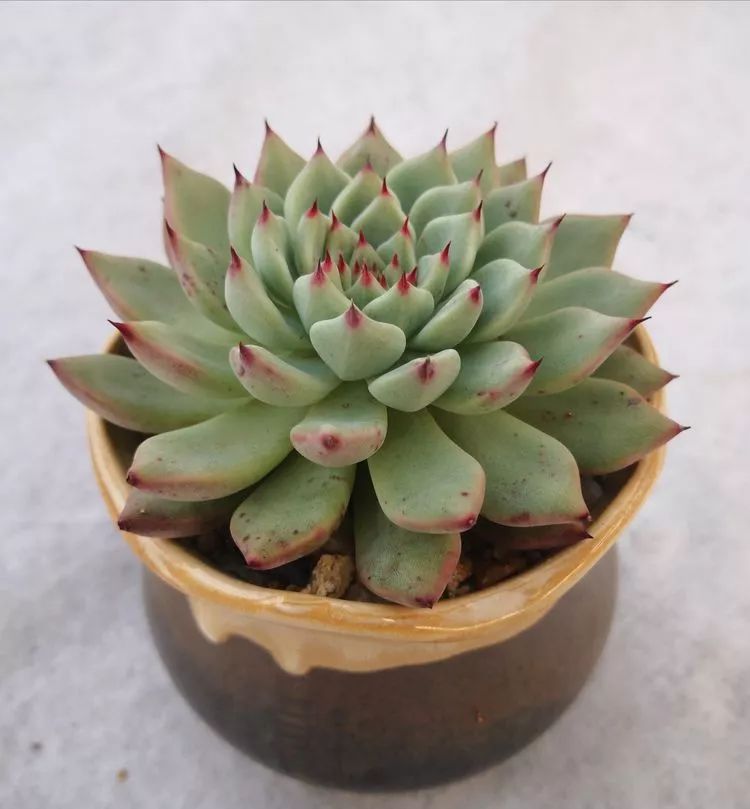 一花一世界多肉园艺,一花一世界一叶一菩提多肉植物