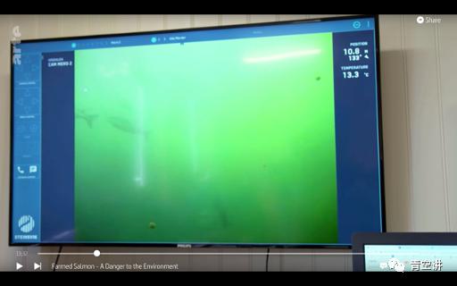 为什么瑞典人不吃挪威产的三文鱼?