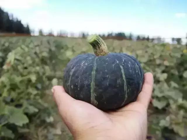 贝贝南瓜南瓜界里的精品,贝贝南瓜高产的秘密