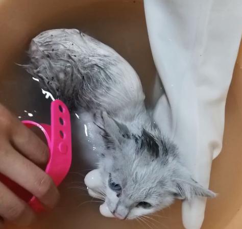 流浪猫被好心人收养后变成粘人,救助小猫被粘鼠板粘住扔到垃圾桶