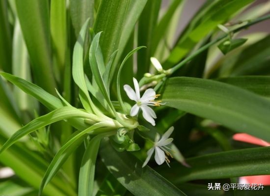 如何让绿萝1星期内死亡,家里芦荟根死怎么救活