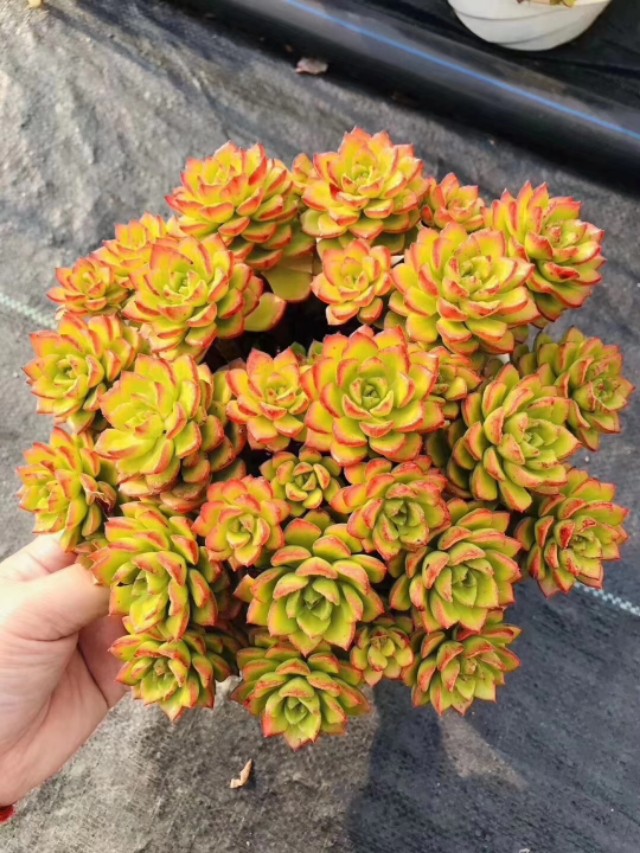 蒂亚多肉植物怎么养,多肉蒂亚小苗怎么养好