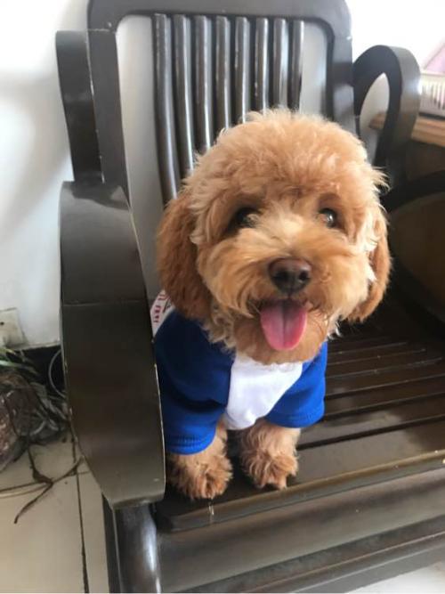 如何惩罚咬人的泰迪,泰迪犯错了怎么惩罚它最好