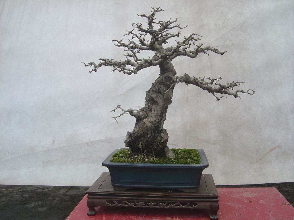 白蜡盆景好养活吗,白蜡盆景的养法和管理