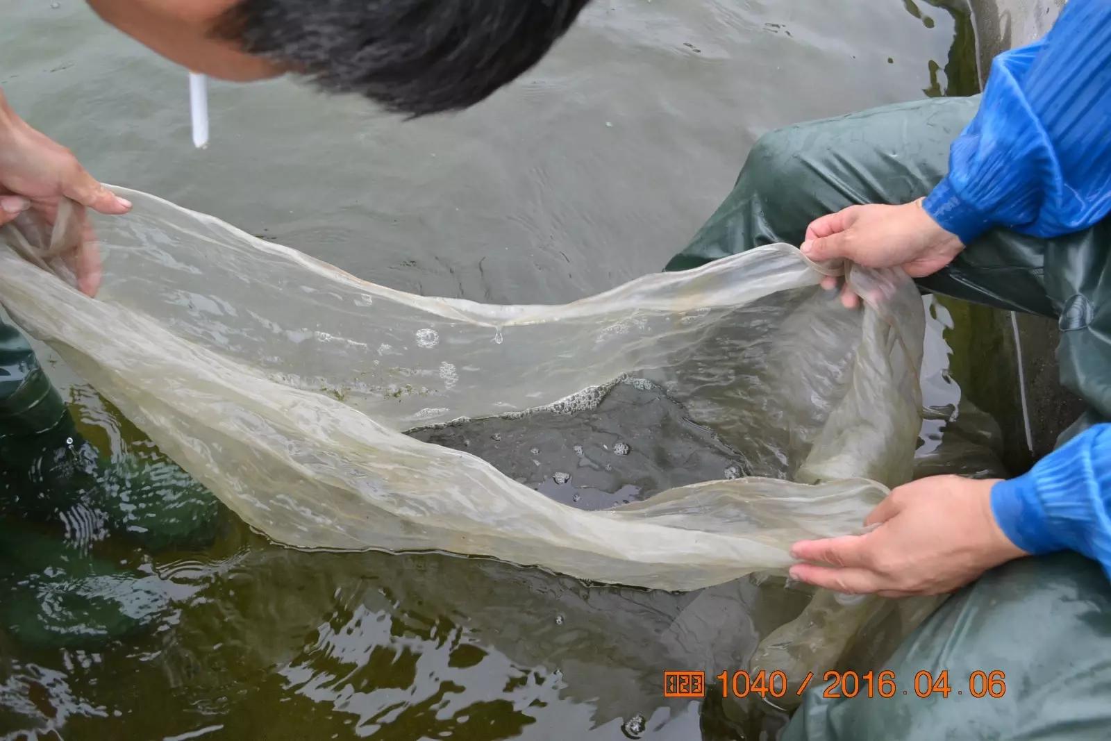 锦鲤池养殖方法图解,锦鲤繁殖全过程纪录片