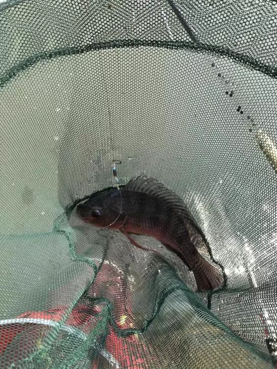 友人相约-本汀七迦爽爆竿