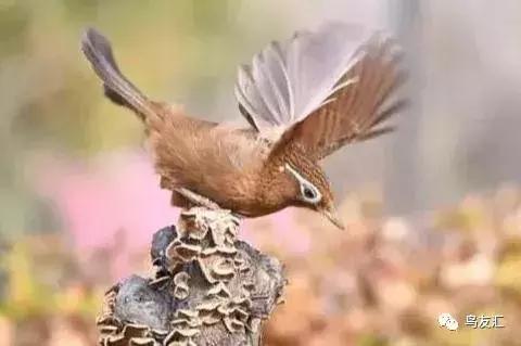 画眉鸟谈恋爱,青红羽画眉鸟图片