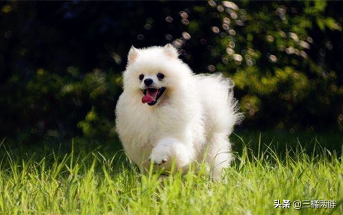 博美狗狗钙片什么时候吃比较好,博美不立耳能吃人吃的钙片吗