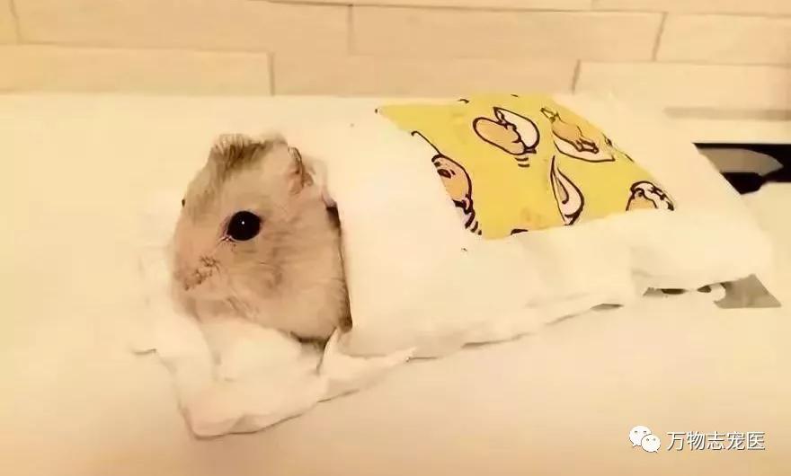 仓鼠的常见疾病及应对方法,仓鼠肠道疾病怎么办