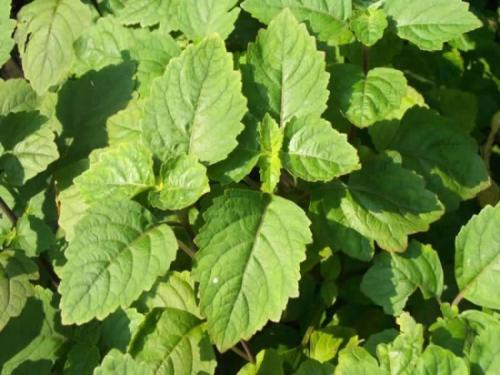 藿香怎么吃祛湿最好,广藿香泡水祛湿配方