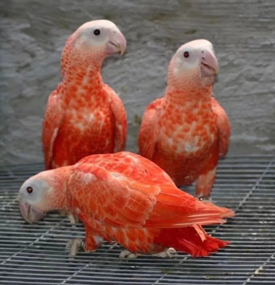 灰鹦鹉有可能过了5年说话吗,灰鹦鹉两个品种有什么不一样