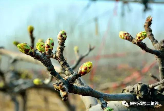 叶面肥磷酸二氢钾如何使用 (叶面肥磷酸二氢钾使用方法用量)