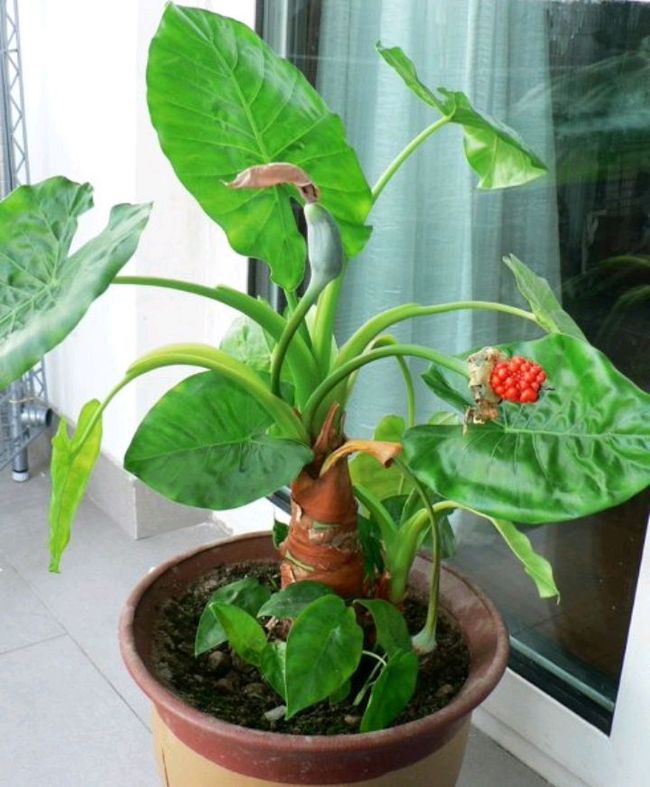 滴水观音施肥过后黄叶是怎么回事,土养滴水观音夏天黄叶怎么回事