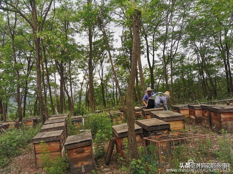 赴一场槐花的邀约——宝鸡作家赴扶风野河山采风