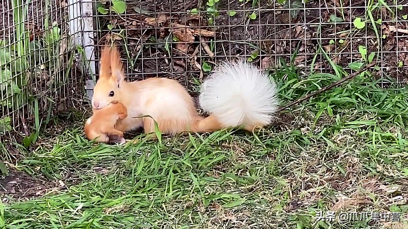 宠物松鼠当妈妈了，好心帮它清理小窝，它却把松鼠宝宝扔了？