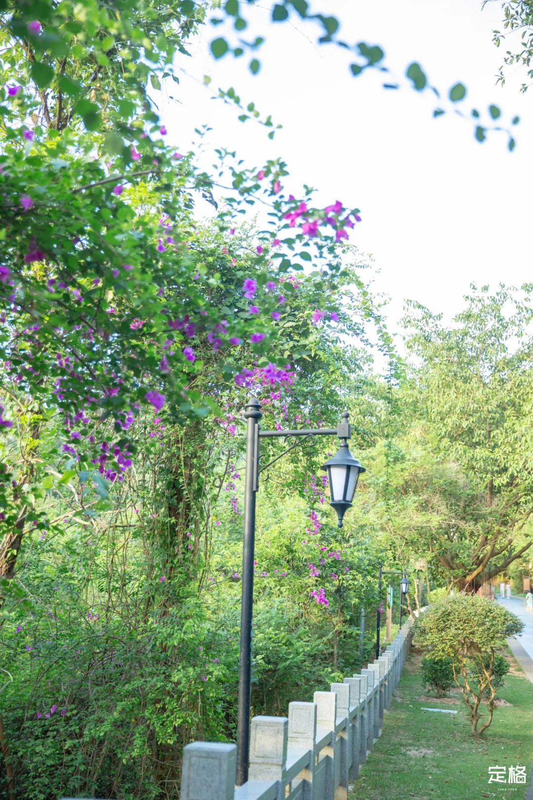 深圳梅林水库有山溪吗,深圳梅林水库在哪个区