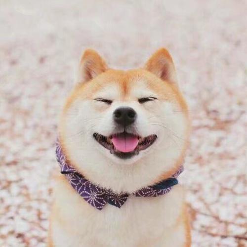 励志霸气的宠物名字 (一听就很温暖的宠物名字大全)