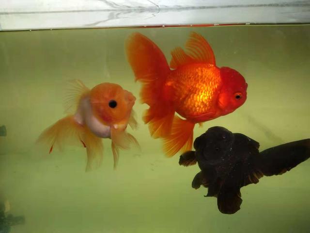 金鱼尾巴溃烂怎么回事,金鱼肚子溃烂用药后能恢复吗