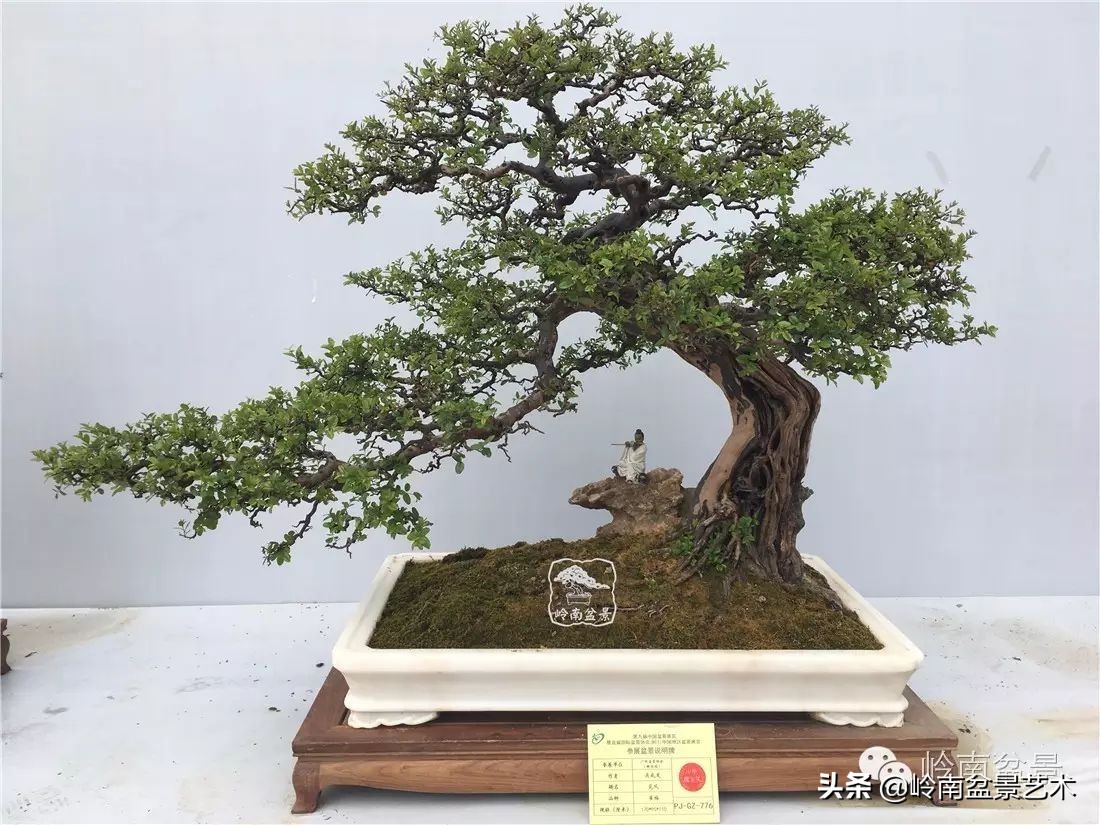 精品雀梅盆景名称,值得收藏的盆景作品欣赏