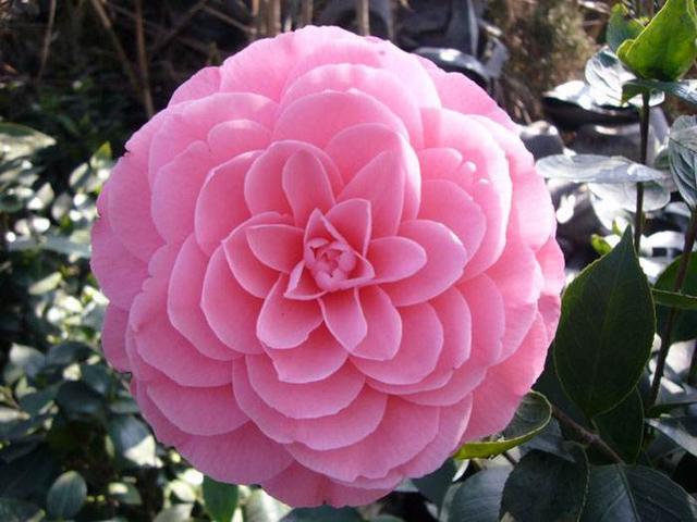 茶花怎么养花才能开得又大又好看,喜欢养花就养这6种香草植物